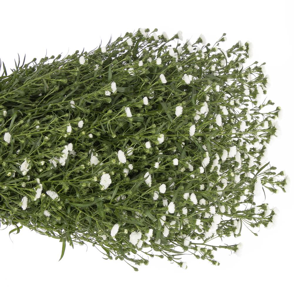 Aster weiss Cassy 50 Gramm 80cm