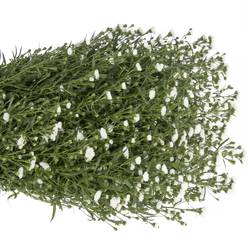 Aster weiss Cassy 50 Gramm 80cm