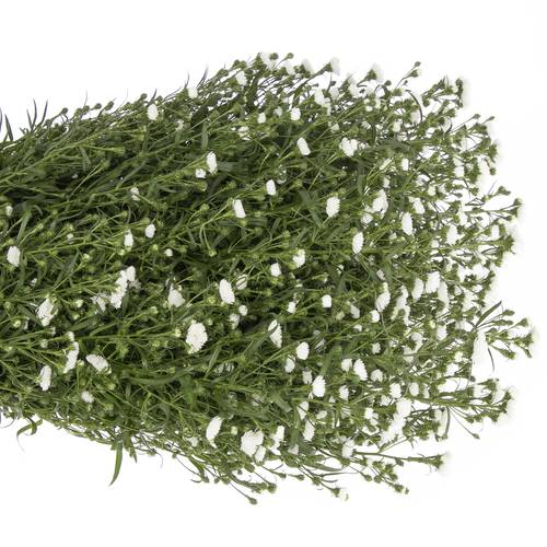 Aster weiss Cassy 50 Gramm 80cm