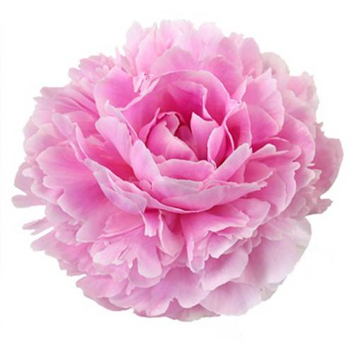 Pfingstrose rosa gefüllt Sarah Bernhard 50cm