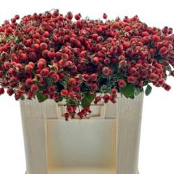 Hagebutte rot Mandarin Hiphop 50cm