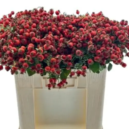 Hagebutte rot Mandarin Hiphop 50cm