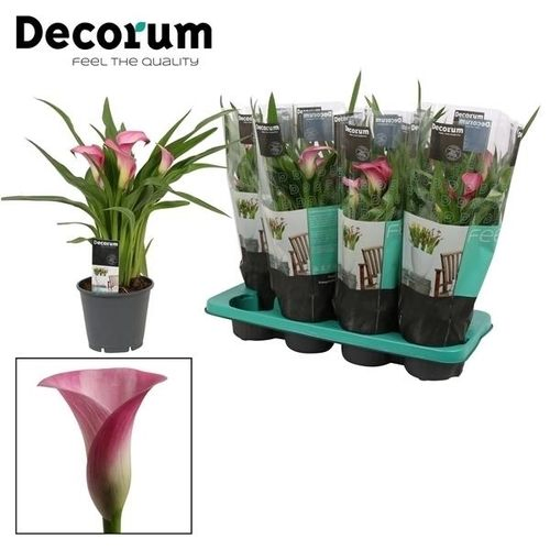 Calla rosa T14 H40