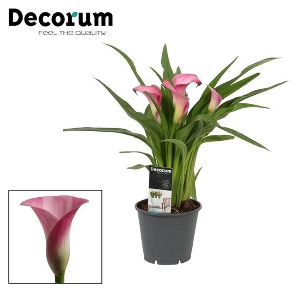Calla rosa T14 H40