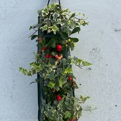 Gaultheria rot mit Efeu Wandhänger H050