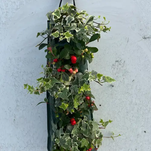 Gaultheria rot mit Efeu Wandhänger H050