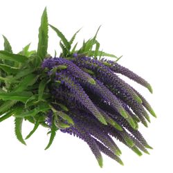 Veronica blau Amalia 50cm