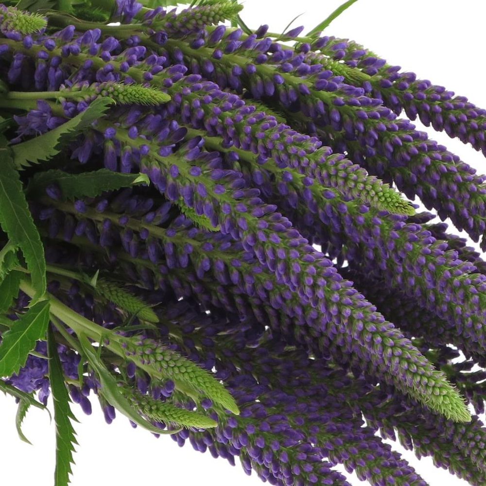 Veronica blau Amalia 50cm
