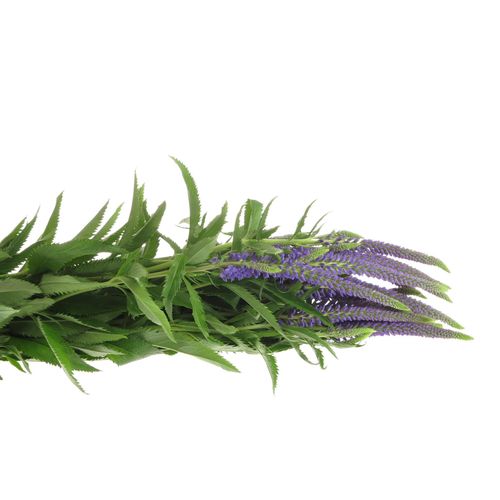Veronica blau Amalia 50cm