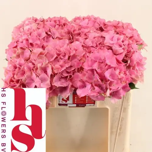 Hortensie rosa Palace Bol 18cm 50cm