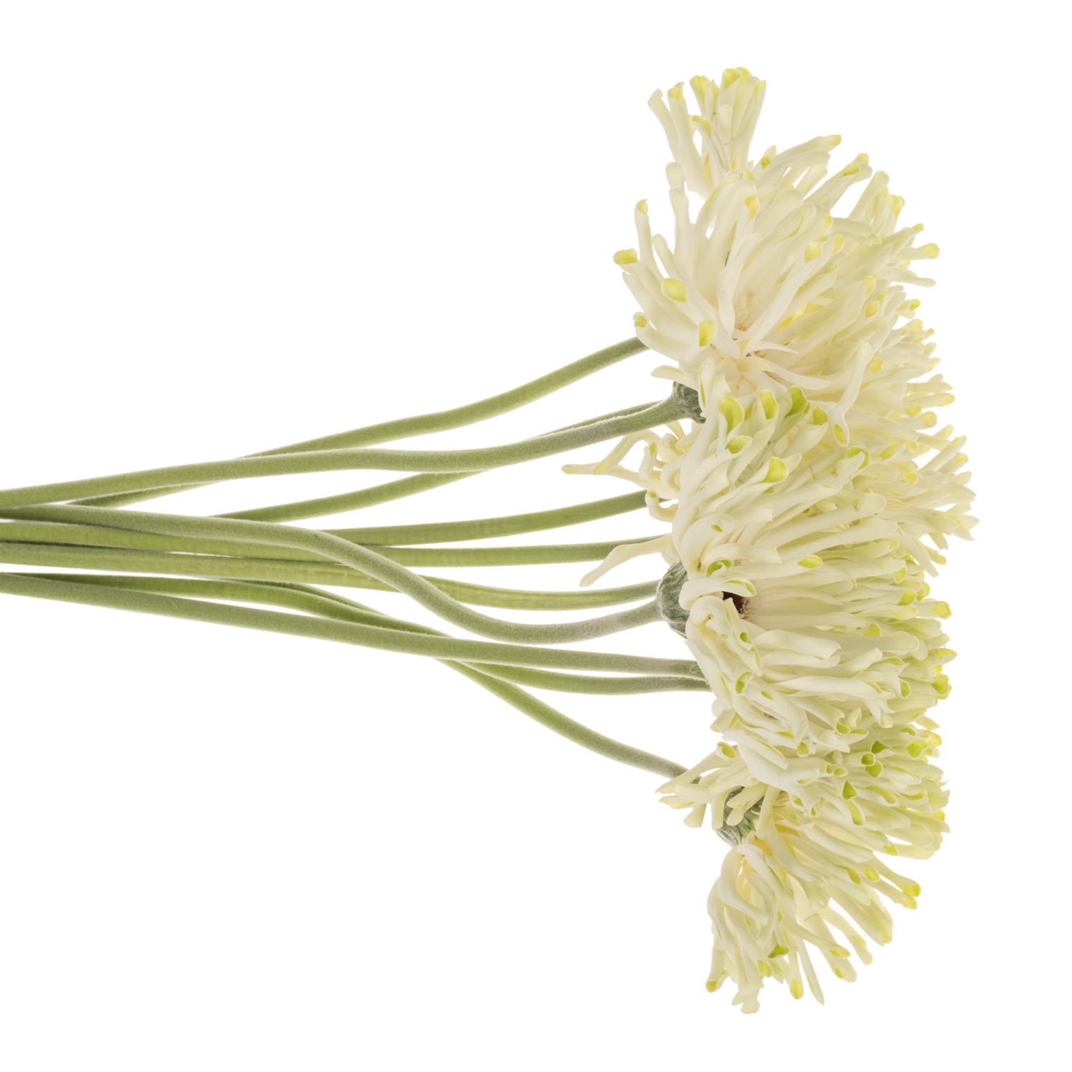 Gerbera creme/weiss/hell grün Pastini Arona Bund