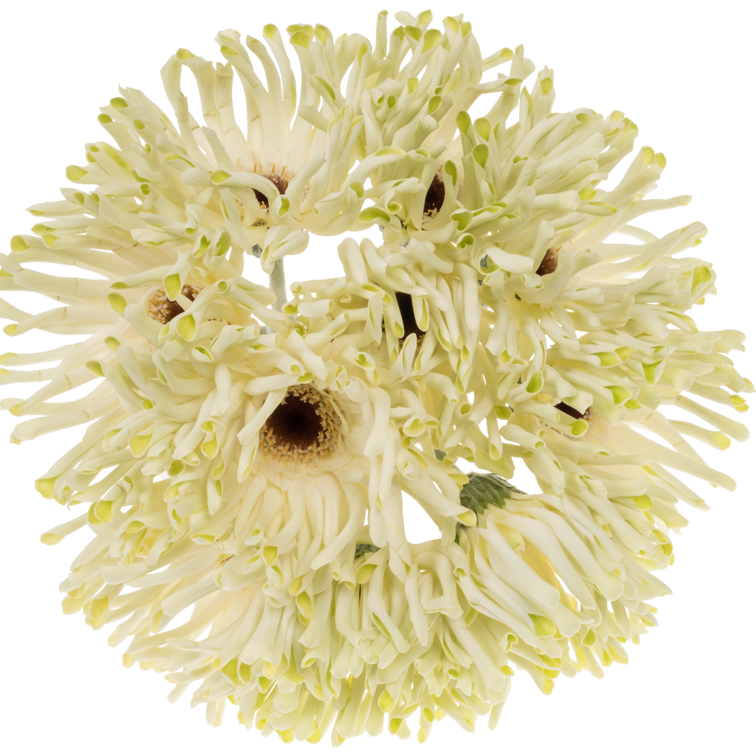 Gerbera creme/weiss/hell grün Pastini Arona Bund