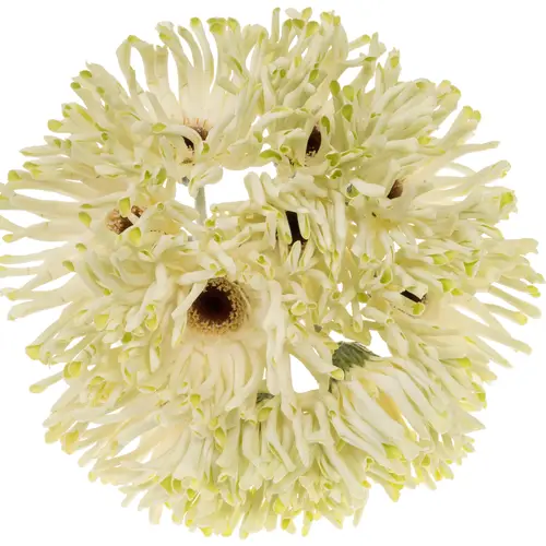 Gerbera creme/weiss/hell grün Pastini Arona Bund