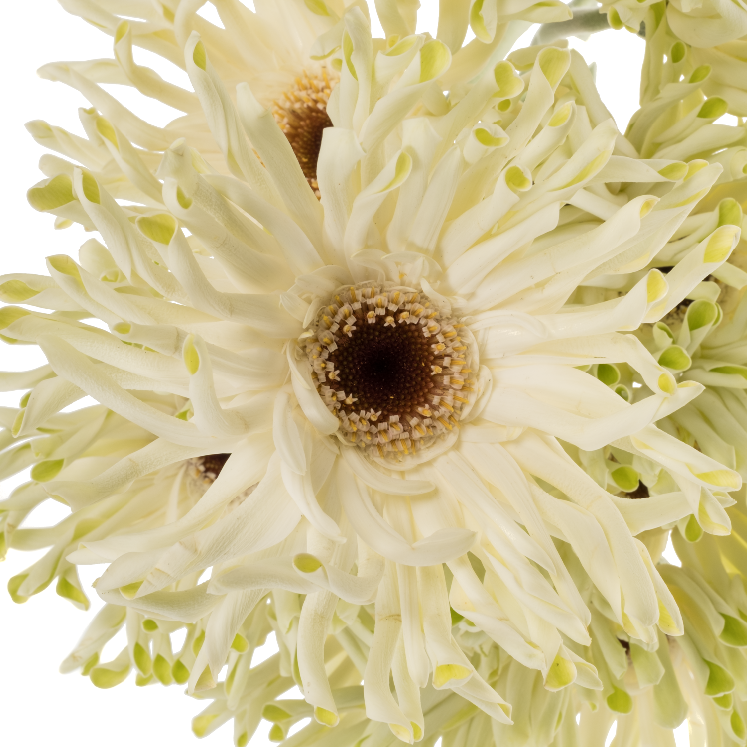 Gerbera creme/weiss/hell grün Pastini Arona Bund