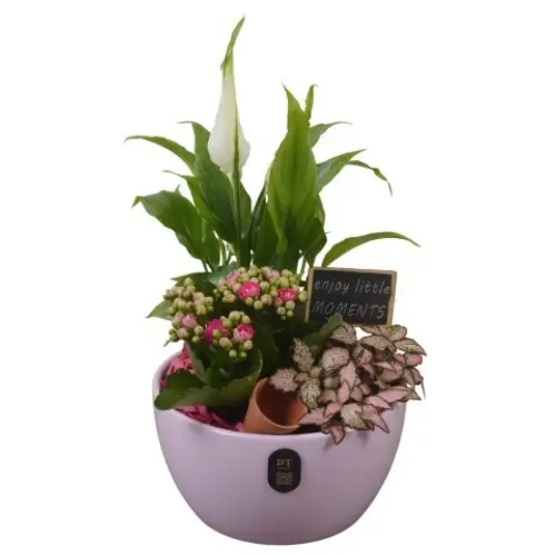 Spath.Arr PTIB5134 T15 H031