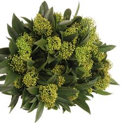 Skimmia grün Kew Green 45cm