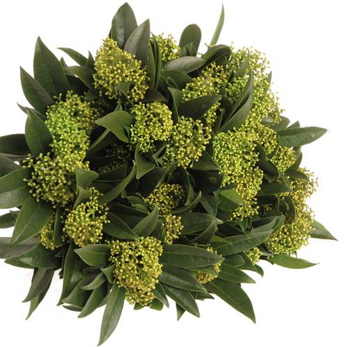 Skimmia grün Kew Green 45cm