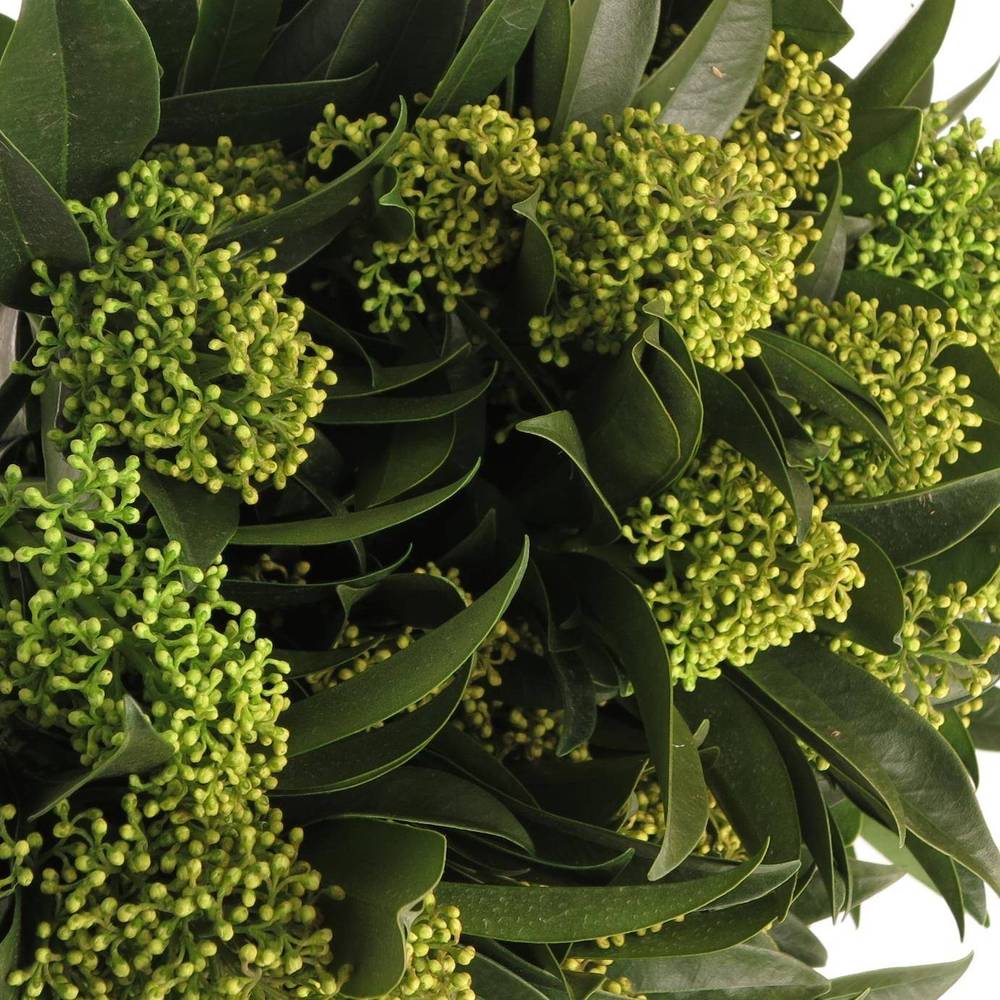 Skimmia grün Kew Green 45cm