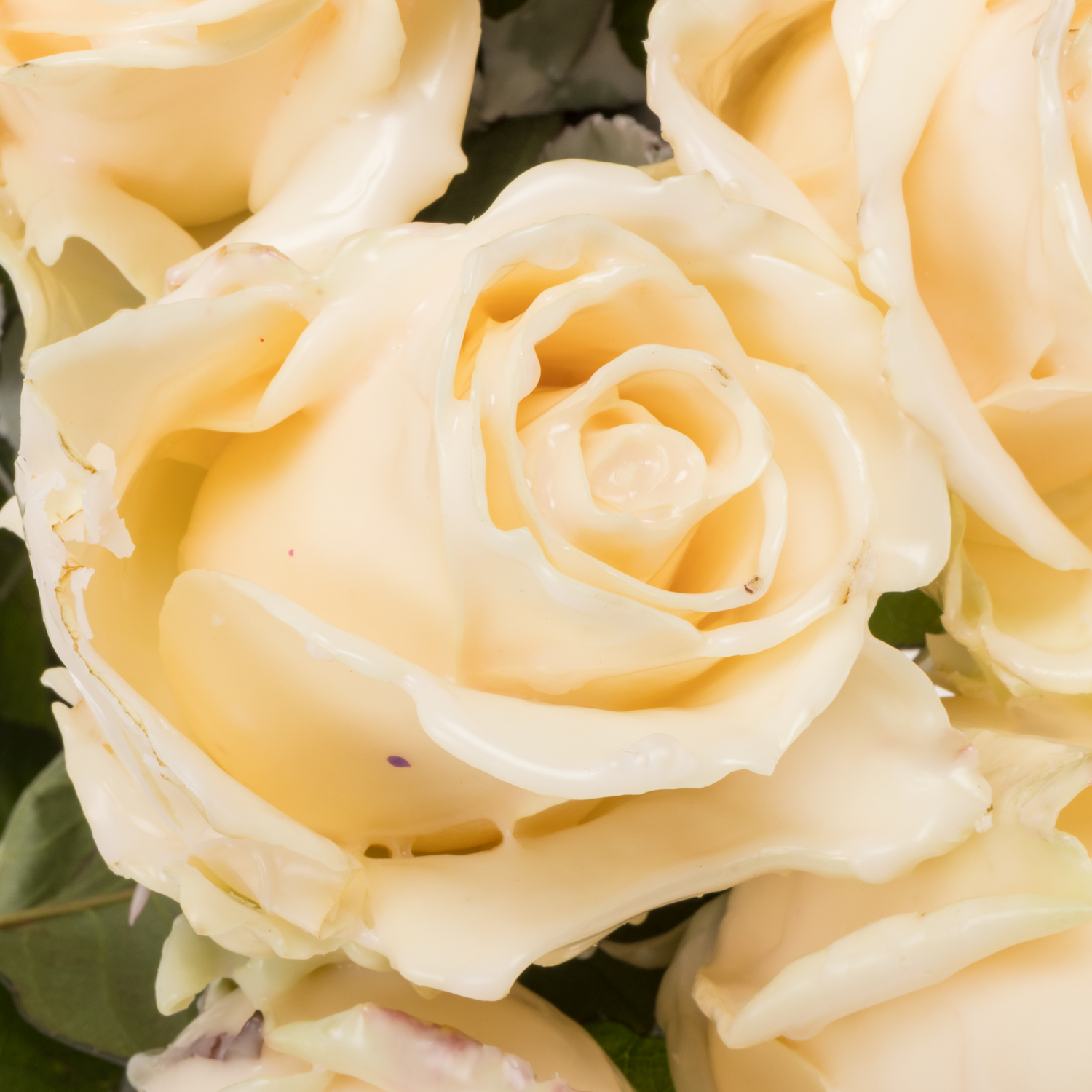 Rose apricot Wachs Avalanche (W11) 60cm