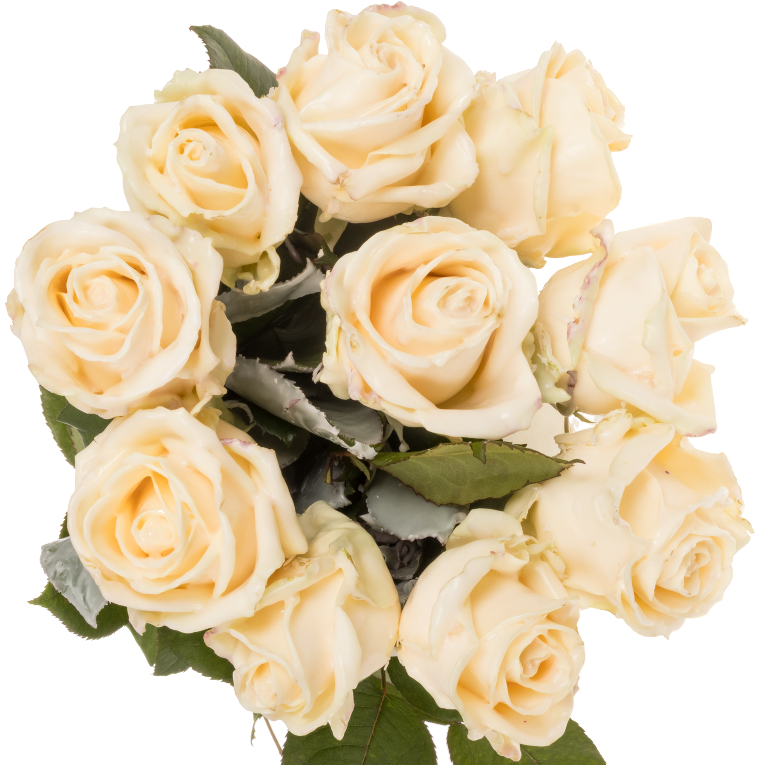 Rose apricot Wachs Avalanche (W11) 60cm