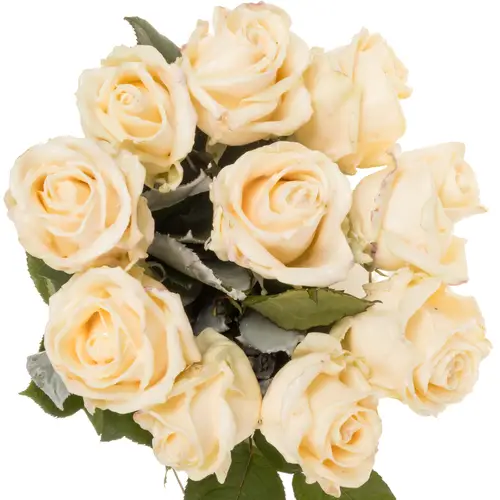 Rose apricot Wachs Avalanche (W11) 60cm