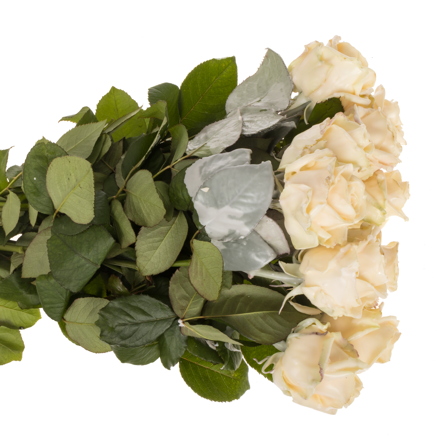 Rose apricot Wachs Avalanche (W11) 60cm