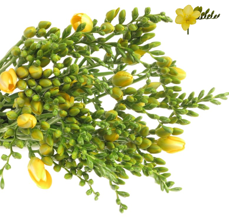 Freesie gelb Sunshine 16 Gramm