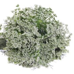 Dille weiss Casablanca 70cm x25