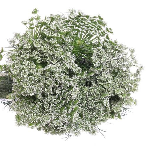 Dille weiss Casablanca 70cm x25