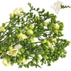 Freesie weiss gefüllt Riga 24 Gramm