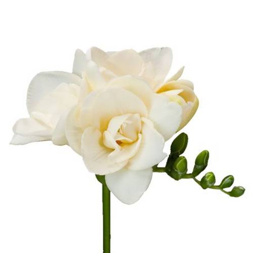 Freesie weiss gefüllt Riga 24 Gramm