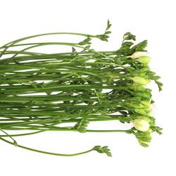 Freesie weiss gefüllt Riga 24 Gramm