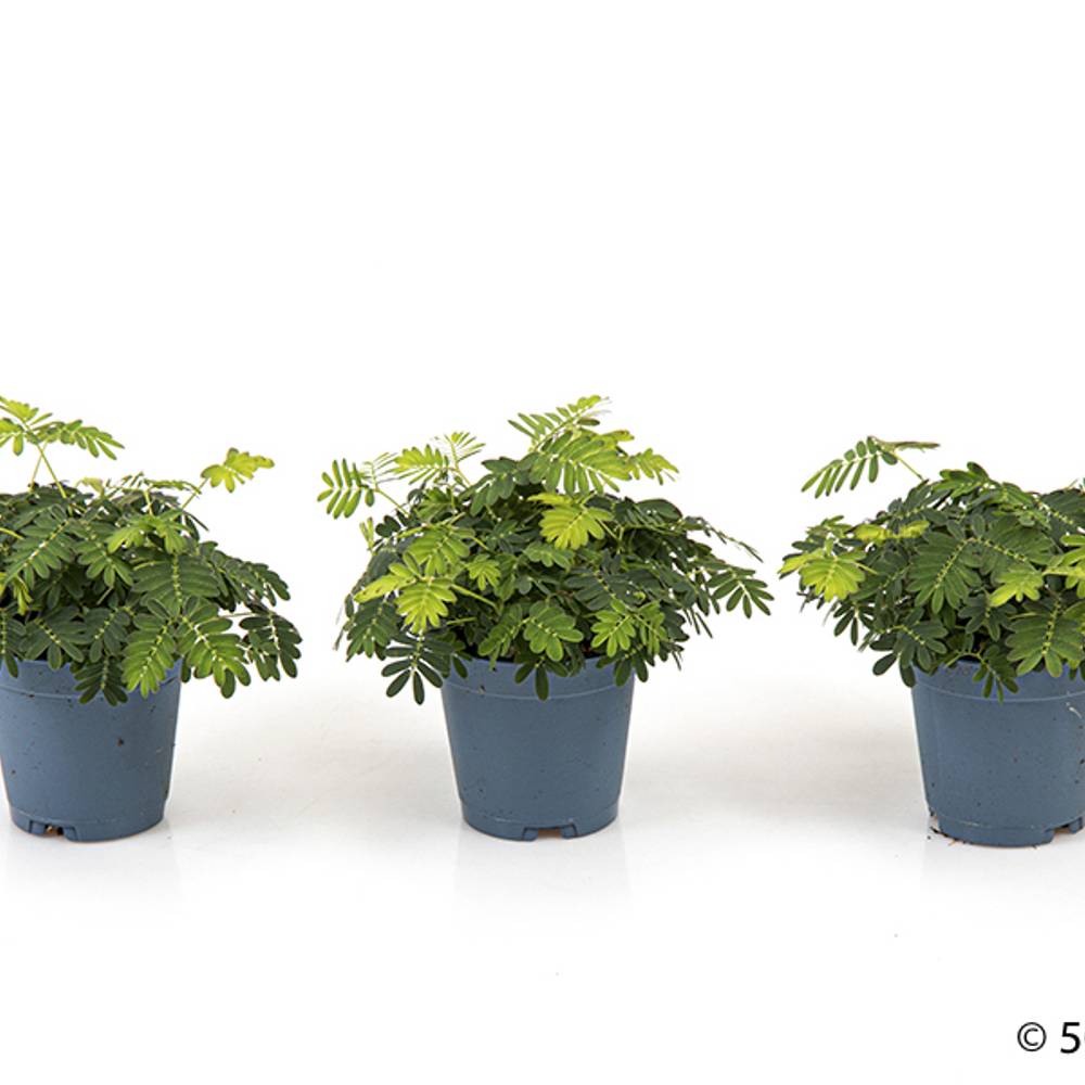 Mimosa Pudica T05,5 H011