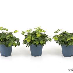 Mimosa Pudica T05,5 H011