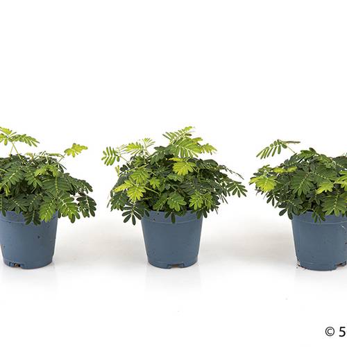 Mimosa Pudica T05,5 H011