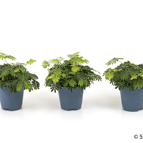 Mimosa Pudica T05,5 H011