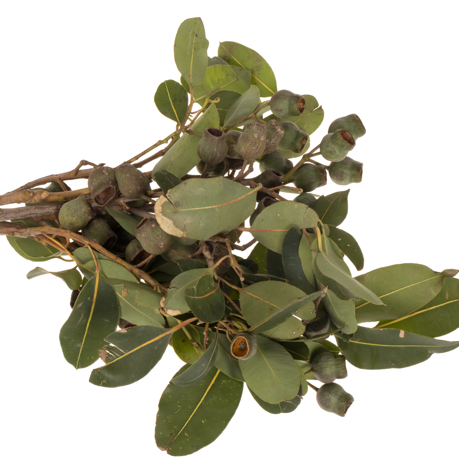 Eukalyptus grün Bellgum (pro stiel) 40cm