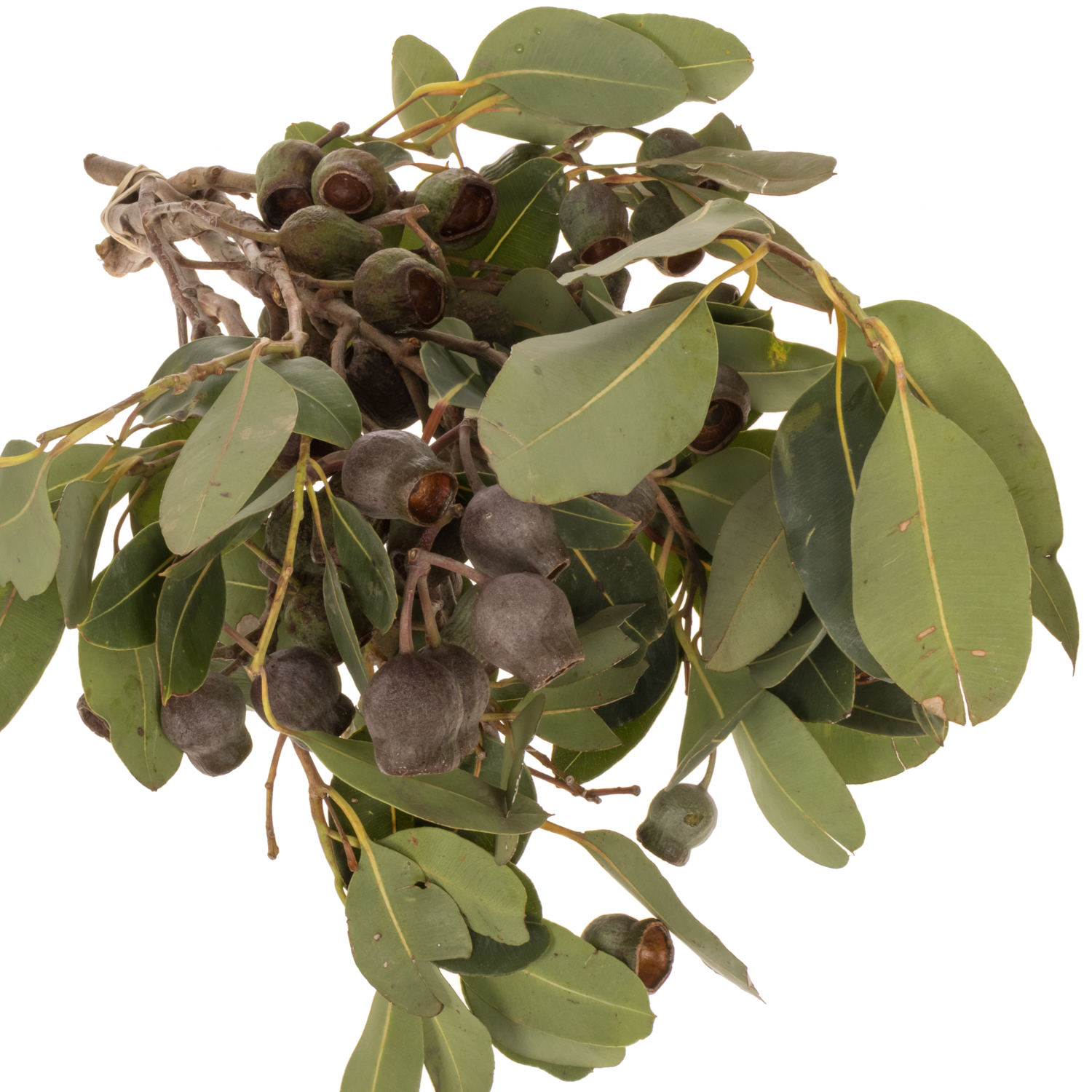 Eukalyptus grün Bellgum (pro stiel) 40cm