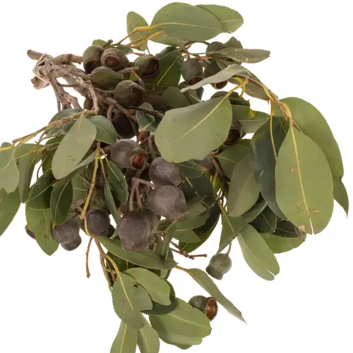 Eukalyptus grün Bellgum (pro stiel) 40cm