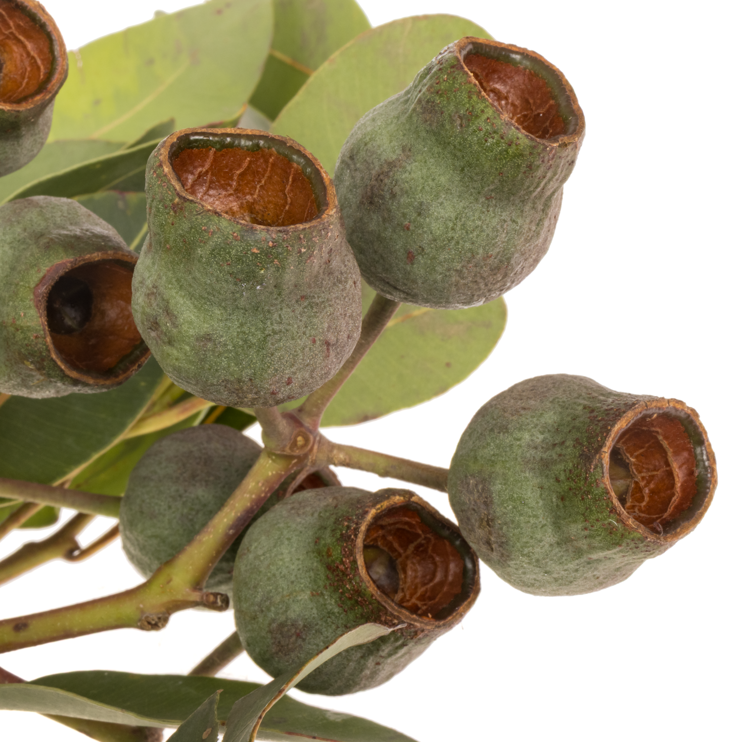 Eukalyptus grün Bellgum (pro stiel) 40cm