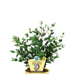 Bio Eukalyptus winterhart T12 H25