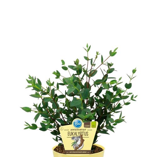 Bio Eukalyptus winterhart T12 H25