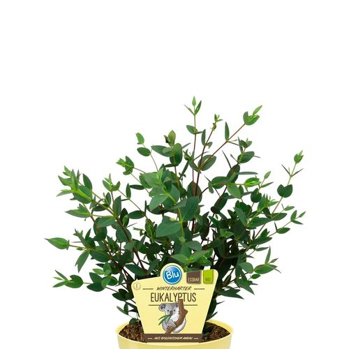 Bio Eukalyptus winterhart T12 H25