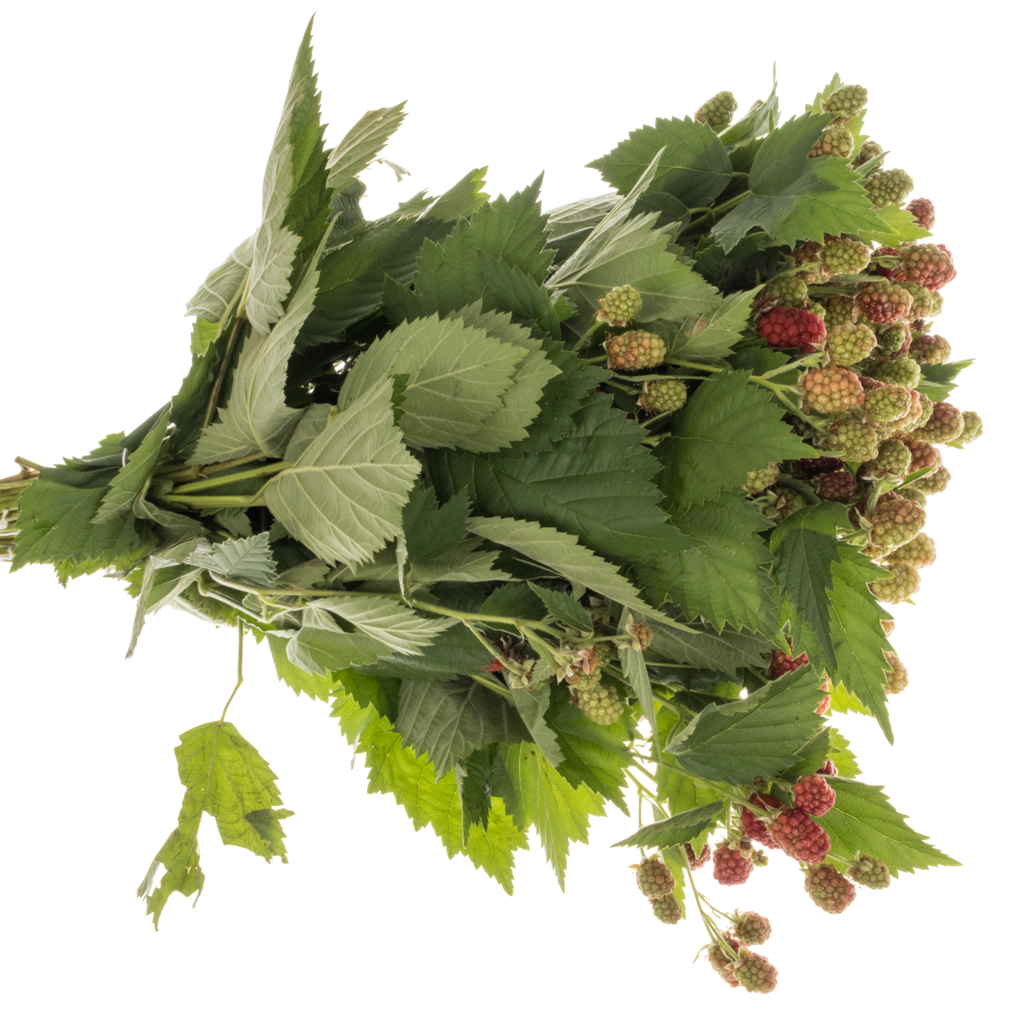 Brombeere dunkel grün/braun Am Stiel 45cm