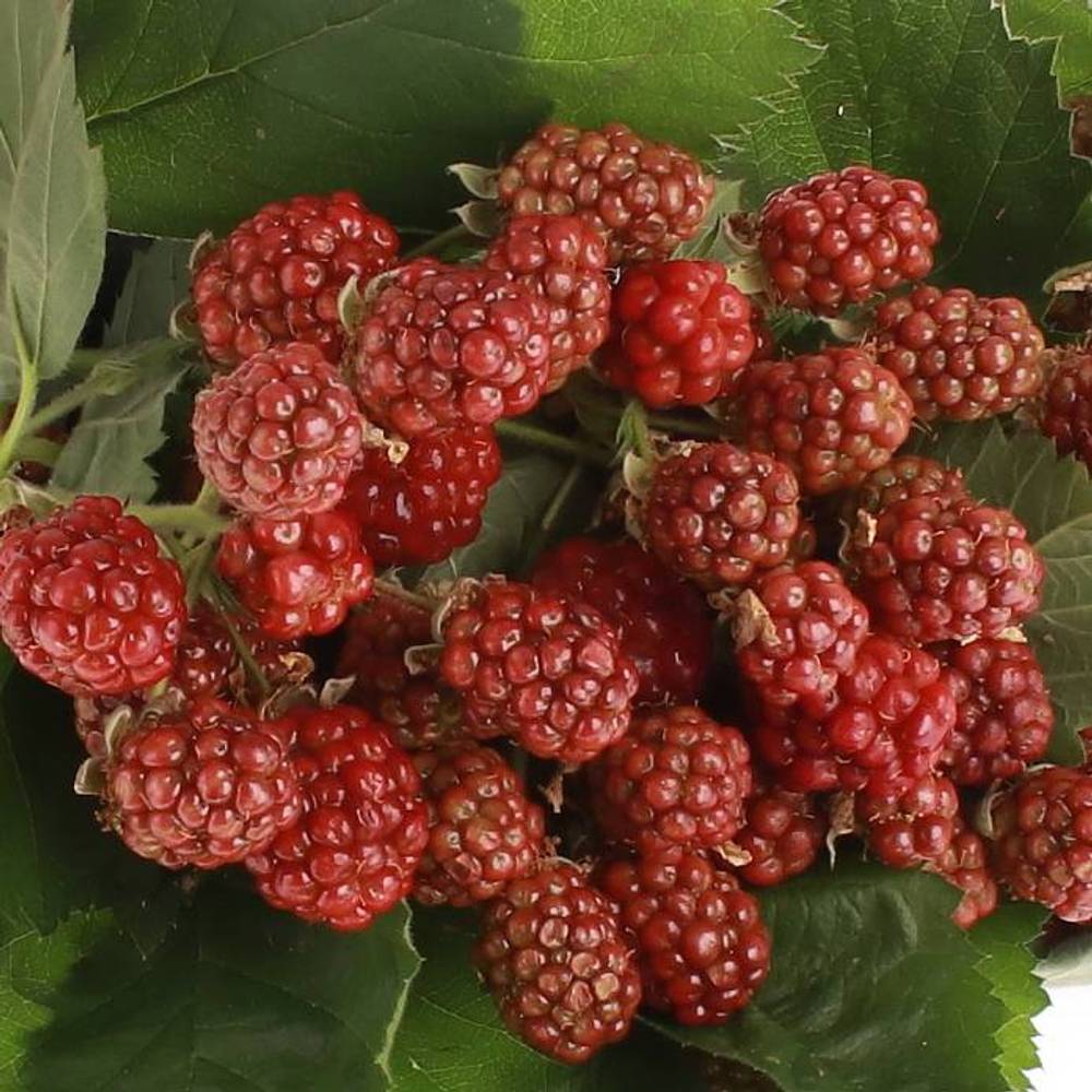 Brombeere rot/dunkel grün Am Stiel 45cm