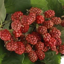Brombeere rot/dunkel grün Am Stiel 45cm