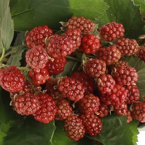 Brombeere rot/dunkel grün Am Stiel 45cm