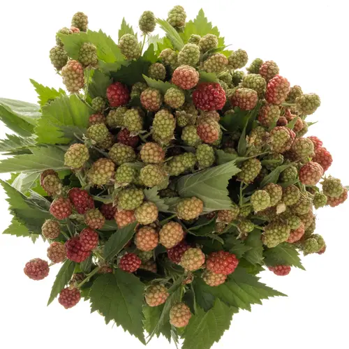 Brombeere dunkel grün/braun Am Stiel 45cm