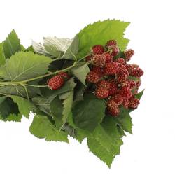 Brombeere rot/dunkel grün Am Stiel 45cm