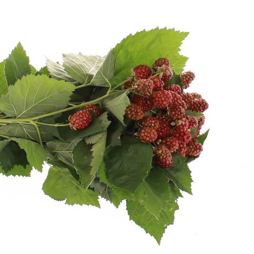 Brombeere rot/dunkel grün Am Stiel 45cm